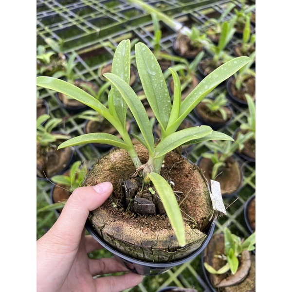 Lan Pensoda đệ nhất hoa thơm chậu như hình