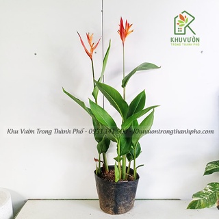 Cây chuối mỏ két hoa đỏ( Chuối thiên điểu)