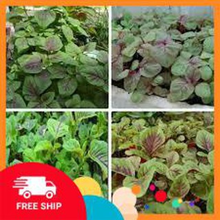 Gói 10 gram hạt giống rau dền khoang luckyvn