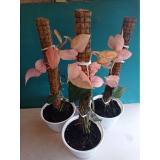 Philodendron Rare Màu Hồng