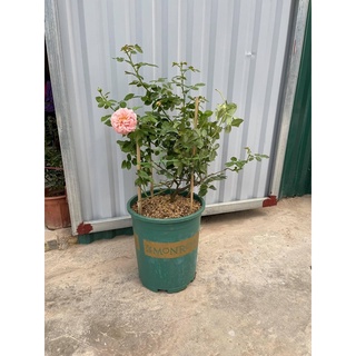 Chậu monrovia