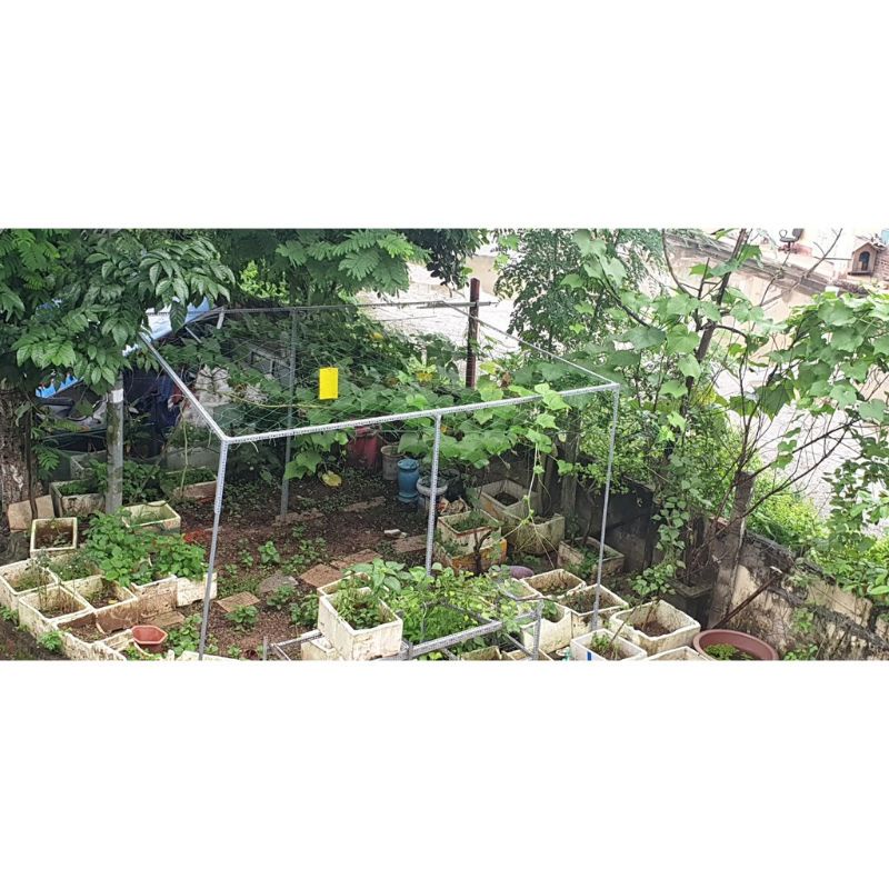 Cây sắt v lỗ dài 2M dùng để trồng bầu ,trồng bí ,trồng mướp .dưa leo..vv
