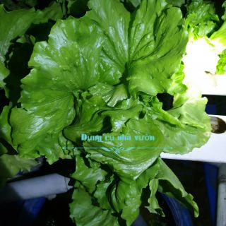 [Hạt giống Việt] _ Hạt giống xà lách Minetto
