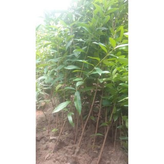 Cây lá vối nếp cao 1-1,2m