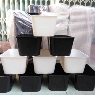 Khay nhựa nuôi cá