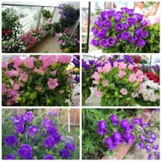 Hạt giống hoa chuông kép 100 hạt
