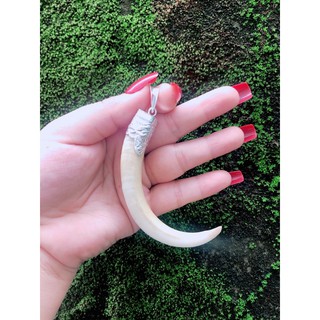 Mặt dây chuyền hình nanh bọc bạc