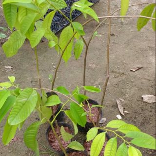 Cây  giống NA ÚC