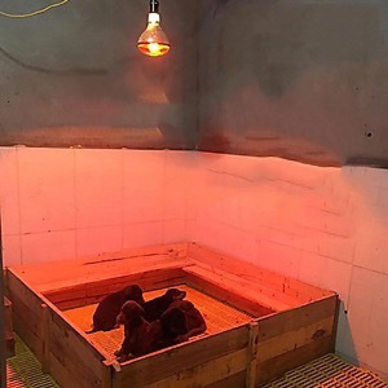 Bòng đèn hồng ngoại sưởi ấm cho thú cưng Sao Việt / Dịch Tông