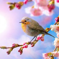 Chuyên sỉ cám chim Anh Thông