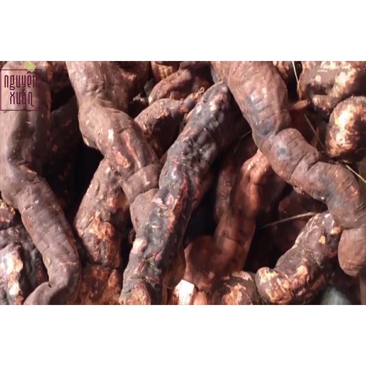 Hà Thủ Ô Đỏ Tuơi rừng 1kg loại chuẩn