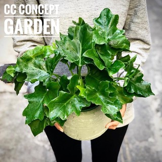 Trầu Bà Thanh Xuân