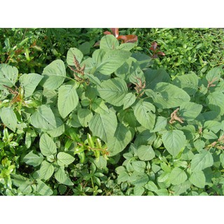 Gói 10gr hạt giống rau dền cơm