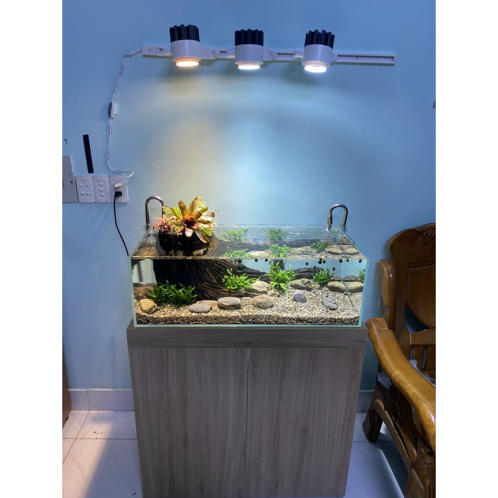 Dứa nam mỹ, dứa hồng size 20cm, dứa trồng bán cạn, dứa gắn lũa, dứa đỏ