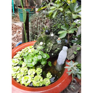 cây cỏ đồng tiền