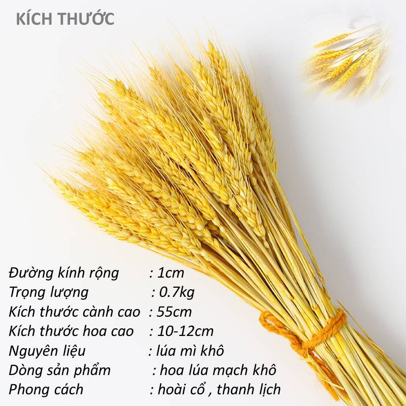 [CÓ QUÀ TẶNG] Bó Hoa Bông Lúa Mạch Khô, Lúa Kiểng Decor Trang Trí