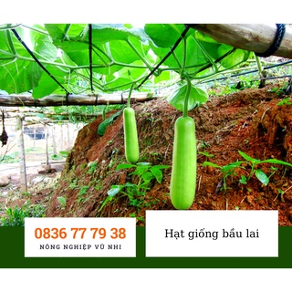 Hạt giống bầu lai F1
