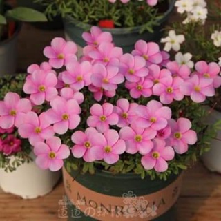 CỦ HOA OXALIS(CHỈ 100K/20CỦ)