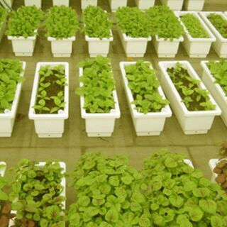 Sỉ 5 chiếc khay chữ nhật trồng rau cao cấp