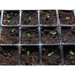 Gói 50 Hạt giống cúc bách nhật hồng