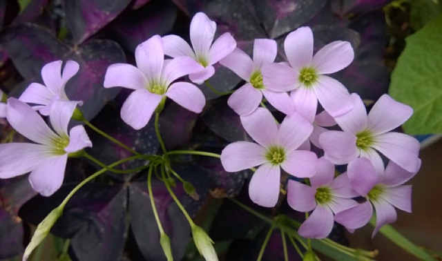 Cây hoa oxalic tím, Red butterfly wing