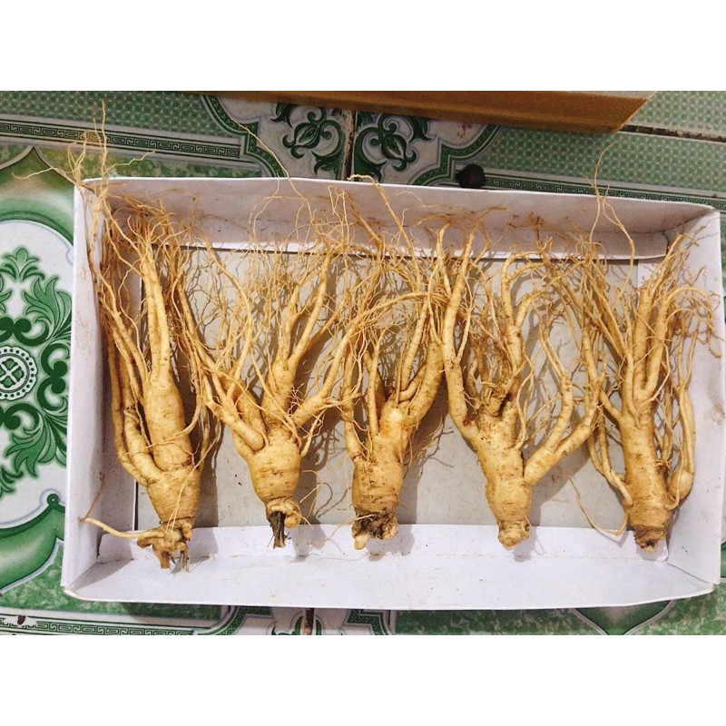 Nhân sâm tươi Hàn Quốc 118k/1 củ | BigBuy360 - bigbuy360.vn