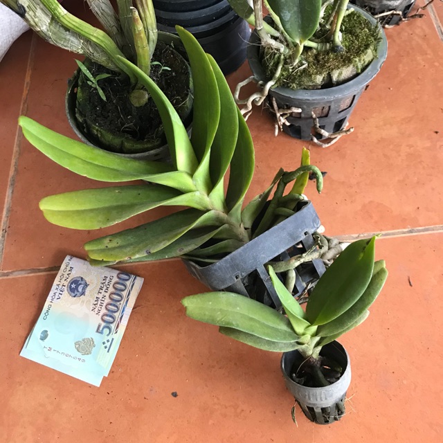 Combo 2cây hoàng nhạn như hình