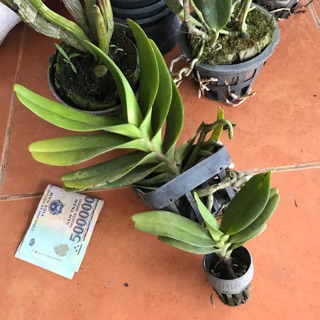 Combo 2cây hoàng nhạn như hình