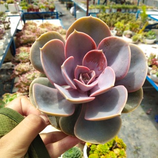 SEN ĐÁ HỒNG DÂU SIZE LỚN 7-12cm