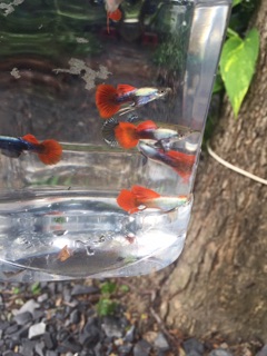 Guppy Dumbo Redtail Ribbon theo cặp đẹp