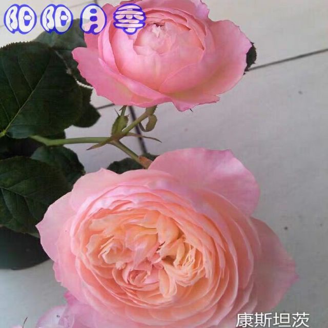 Hạt giống hoa hồng Constance 20h