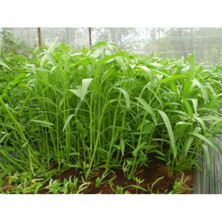 Gói 30gram hạt giống rau muống lá tre