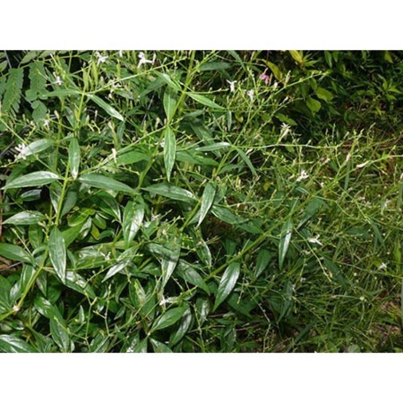 Hạt Giống Xuyên Tâm Liên - Gói 50 hạt