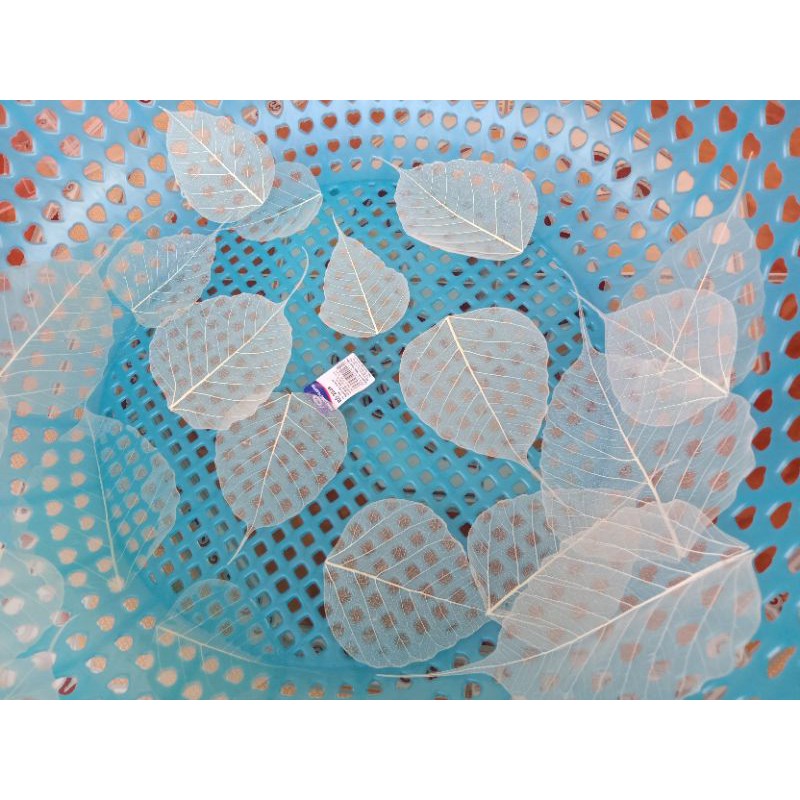 set 4 lá bồ đề đã tẩy trắng size to 10,11,12cm | BigBuy360 - bigbuy360.vn