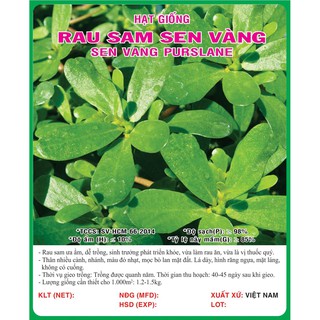 Hạt giống rau sam - sâm đất VTS81 | Vạn Tín Store