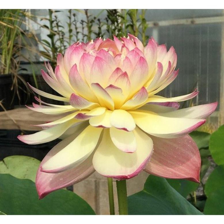 [Siêu khuyến mại] Hạt sen đủ màu như hình