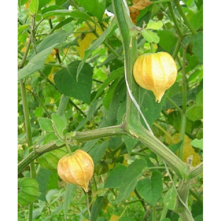 Hạt Giống Rau Tầm Bóp - 1 gói 0,2gram