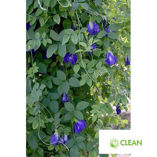 20 Hạt giống Hoa Đậu Biếc (Dễ trồng)
