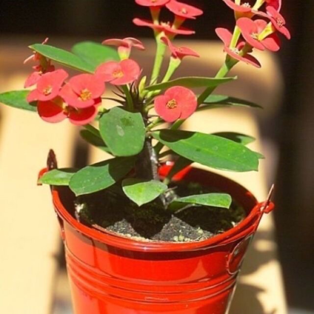 Xương rồng bát tiên hoa bi-bầu đất, không chậu ( cây mini)