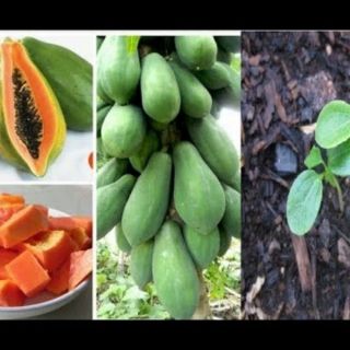 20 hạt giống đu đủ thái lan