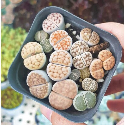 Chậu cây sen đá mông ,thạch lan , Lithops size to