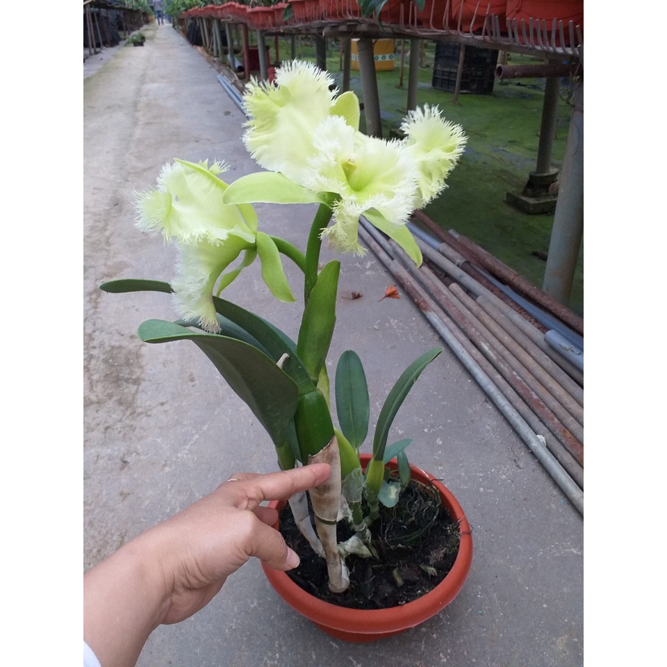 Hoa lan cattleya : Lông Heo