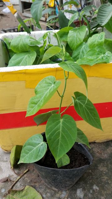 🍋 Chanh dây ngọt Colombia trái vàng