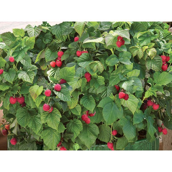 Hạt Giống Quả Mâm Xôi Đỏ 30 Hạt