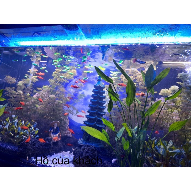 Đèn hồ cá thủy sinh 12v, máng nhôm, 2 dãy xanh dương + 1 dãy trắng