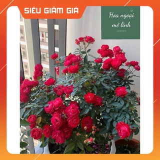 Hoa hồng trứng đỏ SIÊU HOA - dễ chăm sóc, hoa quanh năm  - Hoangoaimelinh Gía Rẻ Gía Rẻ