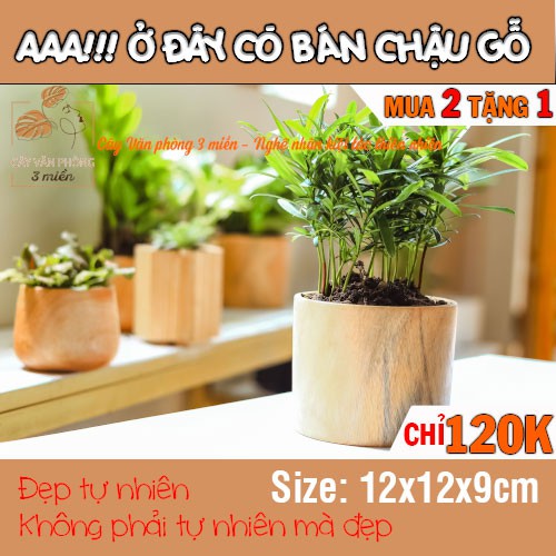 [MUA 2 TẶNG 1] Chậu gỗ tròn Ang được nghệ nhân làm