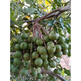 Hạt Mắc Ca Nứt Vỏ Lâm Đồng