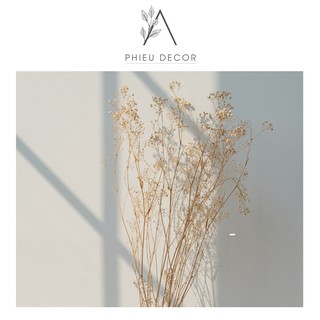 Hoa khô Stardust Gypsophilia🌸Decor nhà, Phụ kiện chụp ảnh