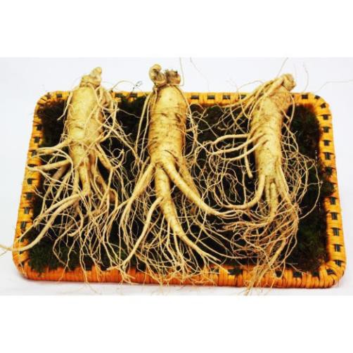 sale!  SÂM TƯƠI HÀN QUỐC 100% NHẬP KHẨU, KHÔNG CHẤT BẢO QUẢN. LOẠI 10CỦ /1KG | BigBuy360 - bigbuy360.vn